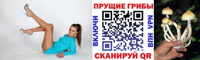 Купить где  Карачев  Псилоцибиновые грибы мицелий 